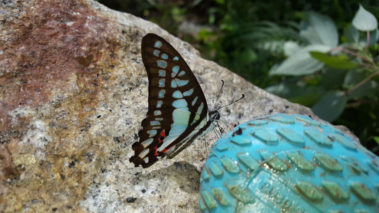 IMG-20170531-WA0019
