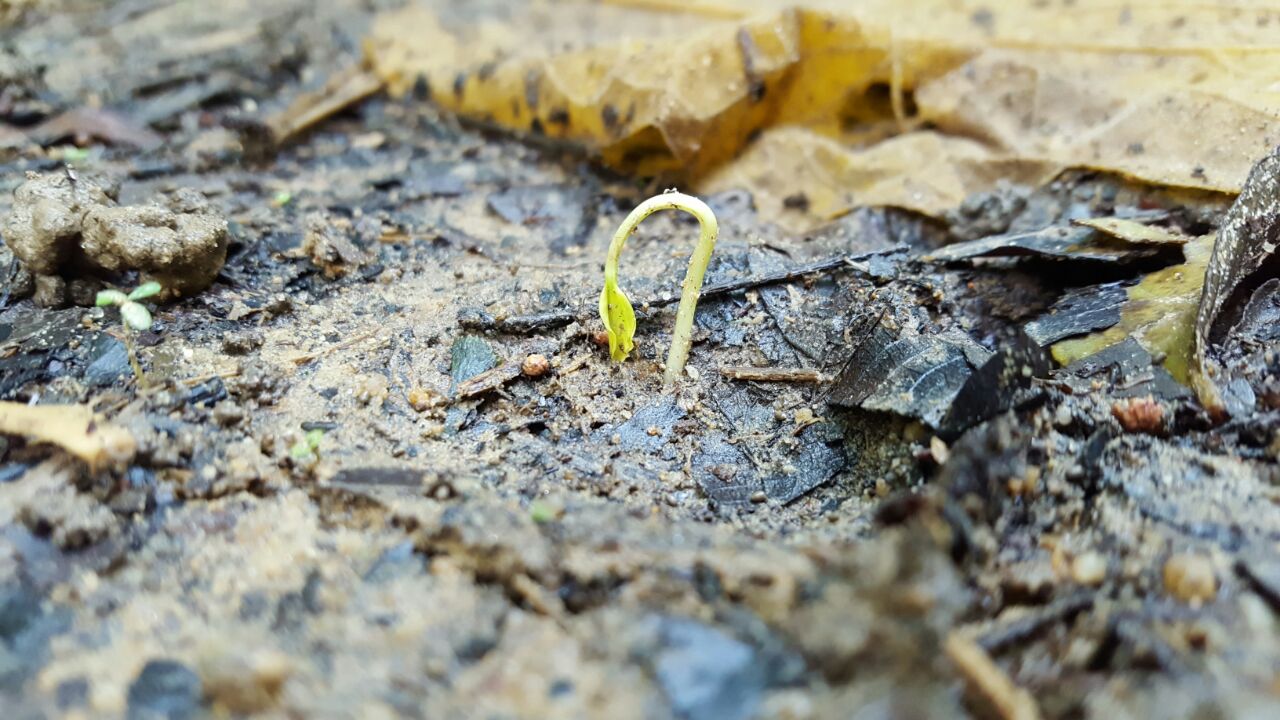 IMG-20170517-WA0008